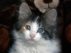 Calico Kitten